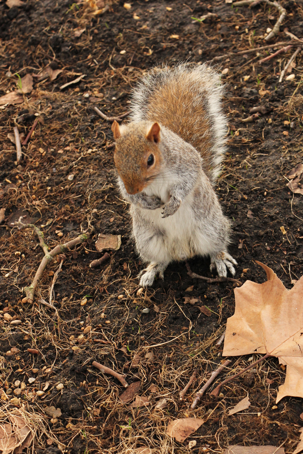Eichhörnchen im Hyde Park