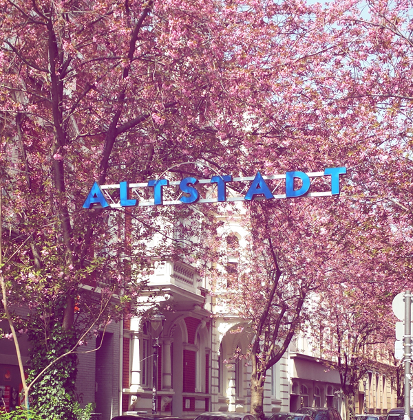 Kirschblüte und Altstadt Schriftzug