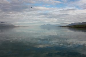 Whale Watching in Akureyri – Meine Erfahrungen