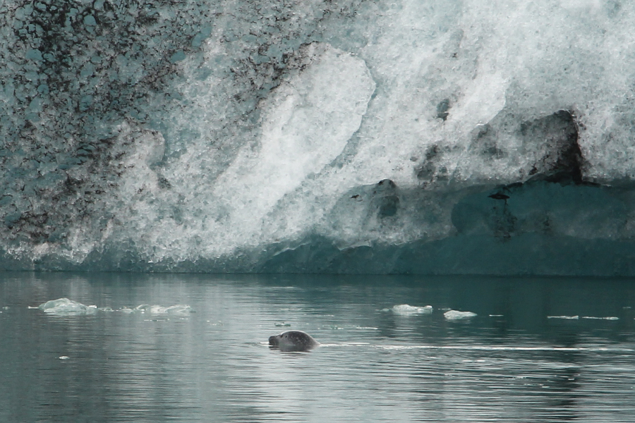eine Robbe schwimmt in der Gletscherlagune