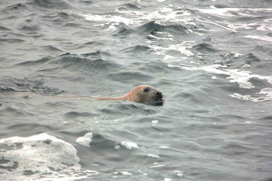 Seehund schwimmt im Meer