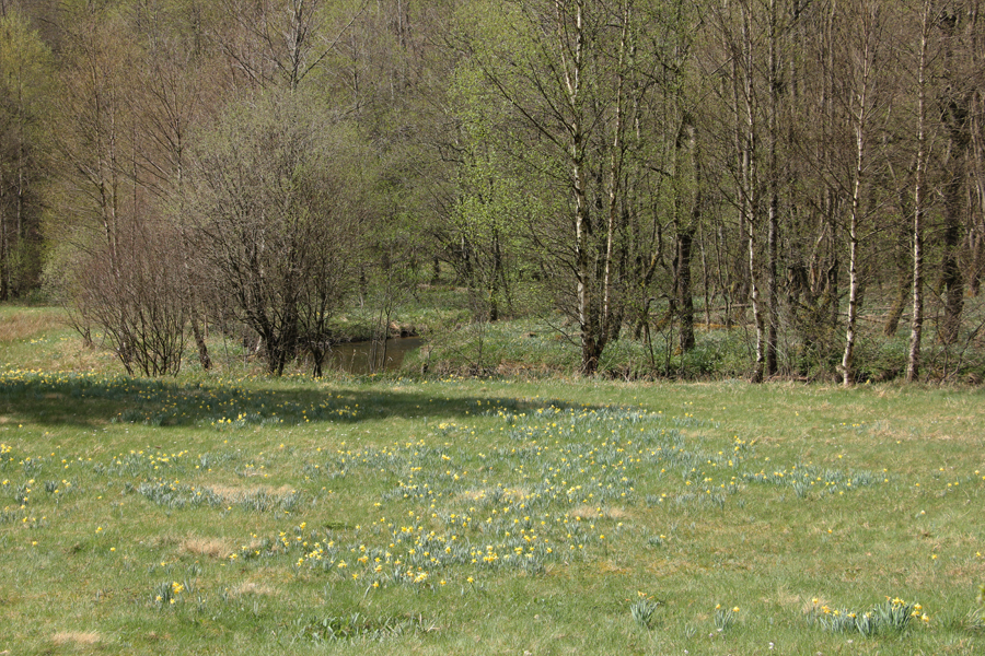 Narzissenbl&uuml;te in der Eifel &ndash; Rundwanderung im Perlenbachtal