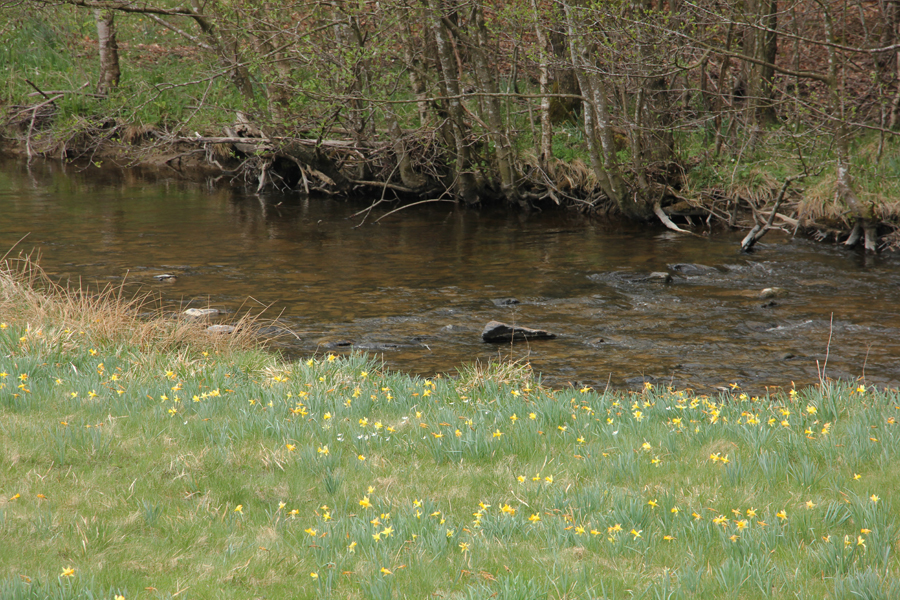 Narzissenbl&uuml;te in der Eifel &ndash; Rundwanderung im Perlenbachtal