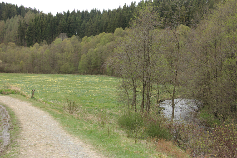 Narzissenbl&uuml;te in der Eifel &ndash; Rundwanderung im Perlenbachtal