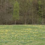 Narzissenblüte in der Eifel – Rundwanderung im Perlenbachtal