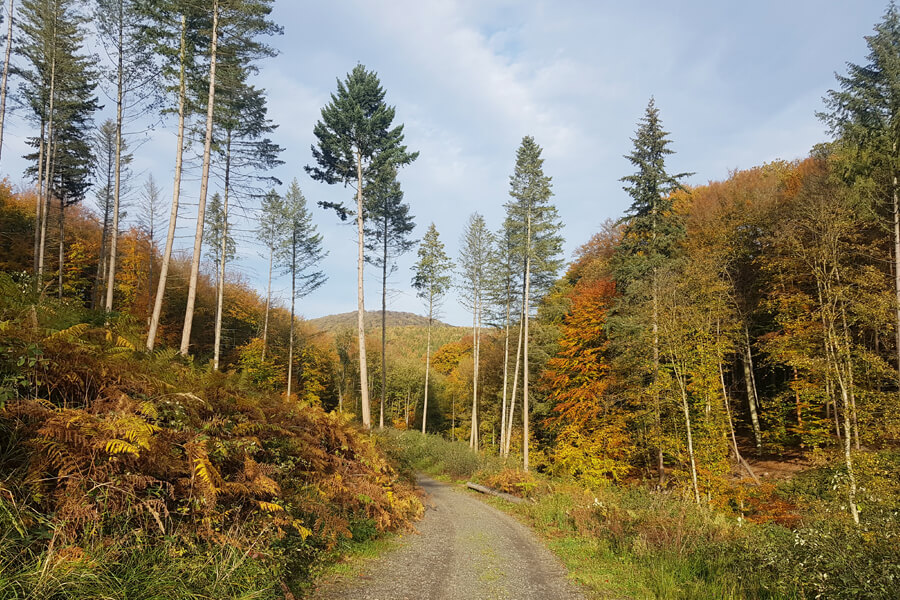Herbst genießen auf den Rheinsteig Etappen im Siebengebirge.