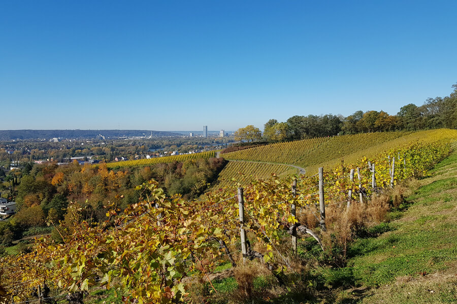 Herbstliche Weinberge in Bonn Oberkassel.