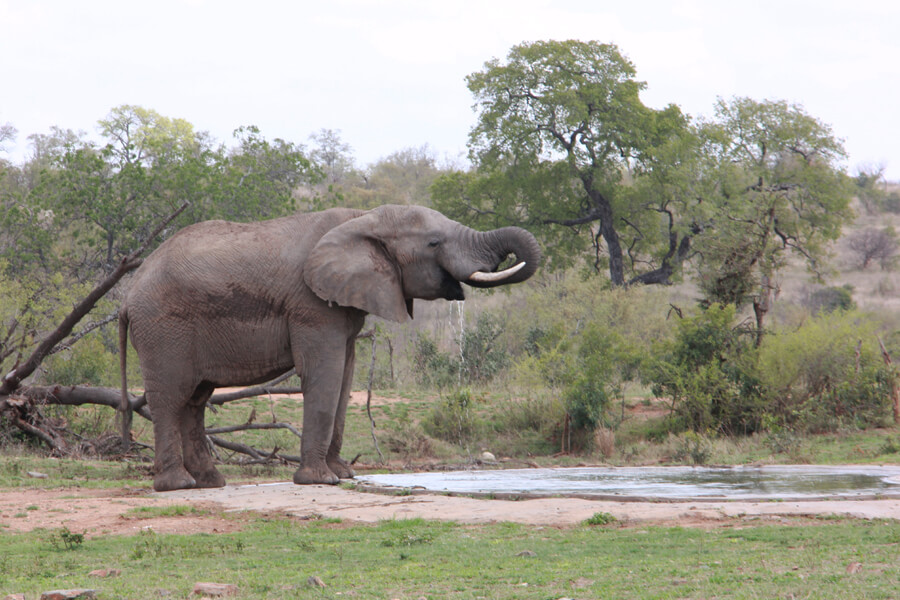 Ein Elefant trinkt an einem Wasserloch.