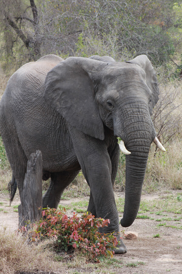 Ein großer Elefant mit kleinen Stoßzähnen.