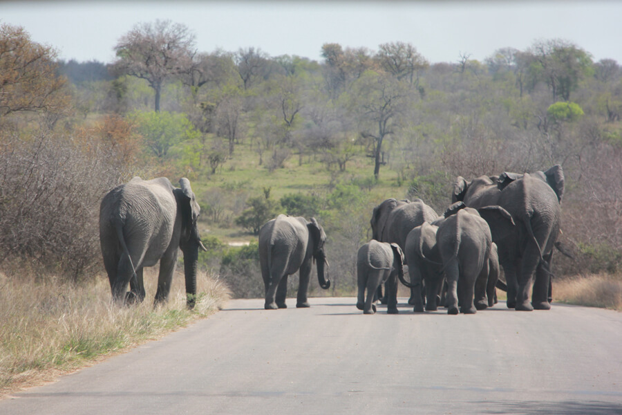 Eine Elefantenherde läuft über die Straße.