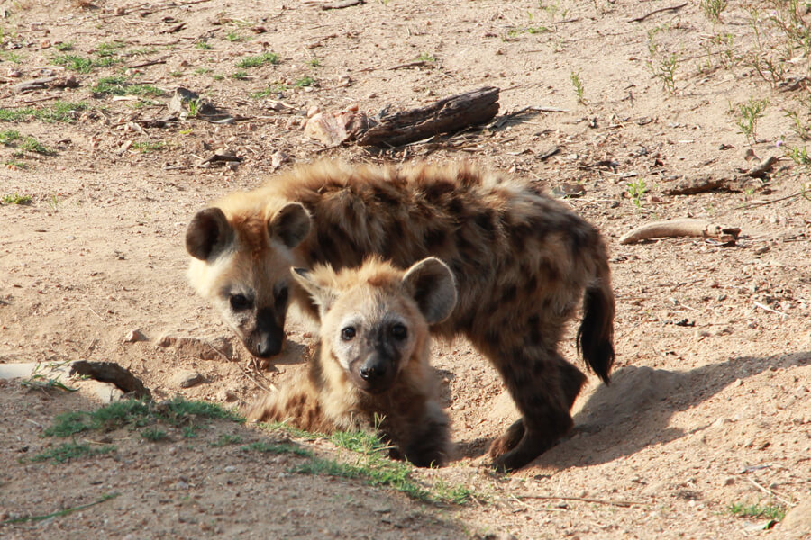 Zwei Junge Hyänen hocken in ihrem Bau.