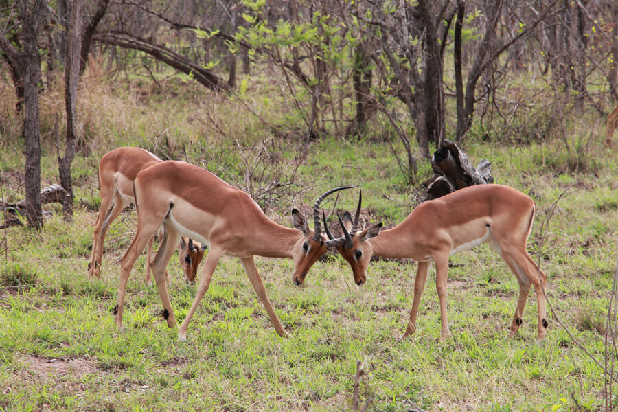 Zwei Impalas kämpfen mit ihren Hörnern.
