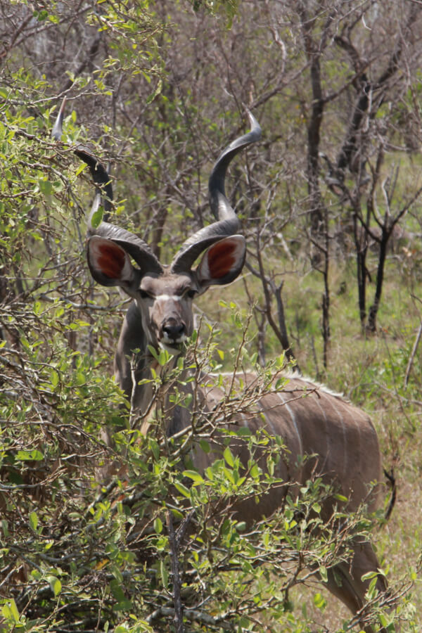 Ein Kudu-Bock schaut an einem Strauch vorbei.