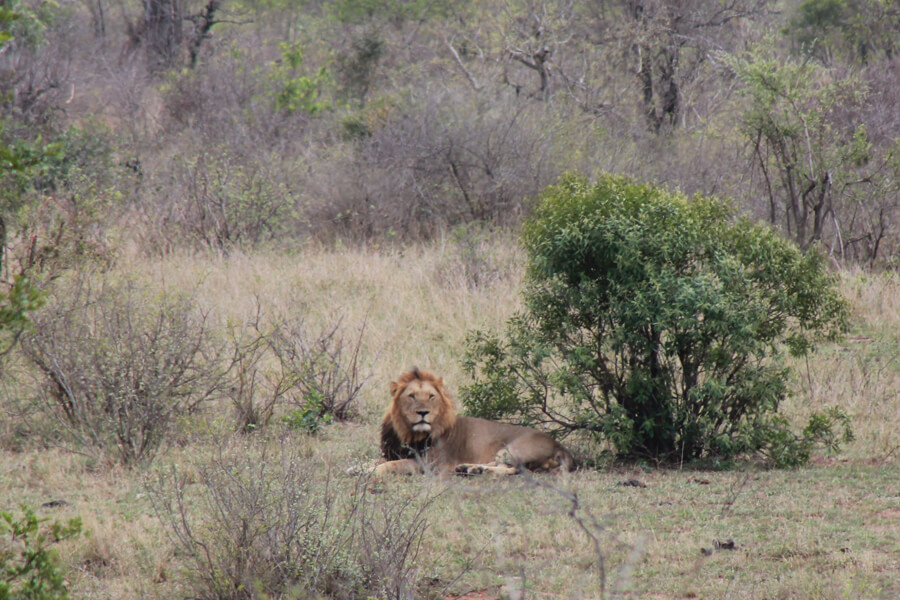 Ein Löwenmännchen liegt neben einem Busch.