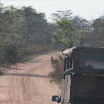 Safari-Jeep fährt auf Sandstraße auf Zebras zu.