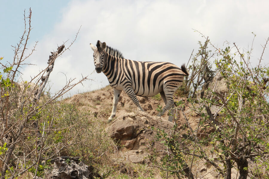 Ein Zebra schaut von einem Felsen herunger.
