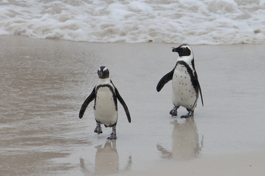 Zwei Pinguine laufen am Strand, am Wassersaum.
