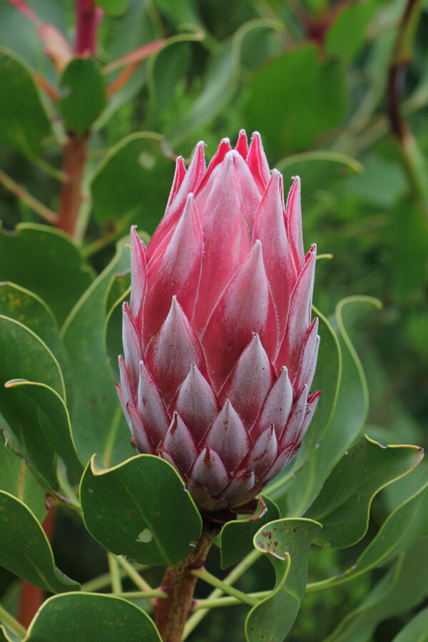 Eine noch geschlossene Protea Blüte.