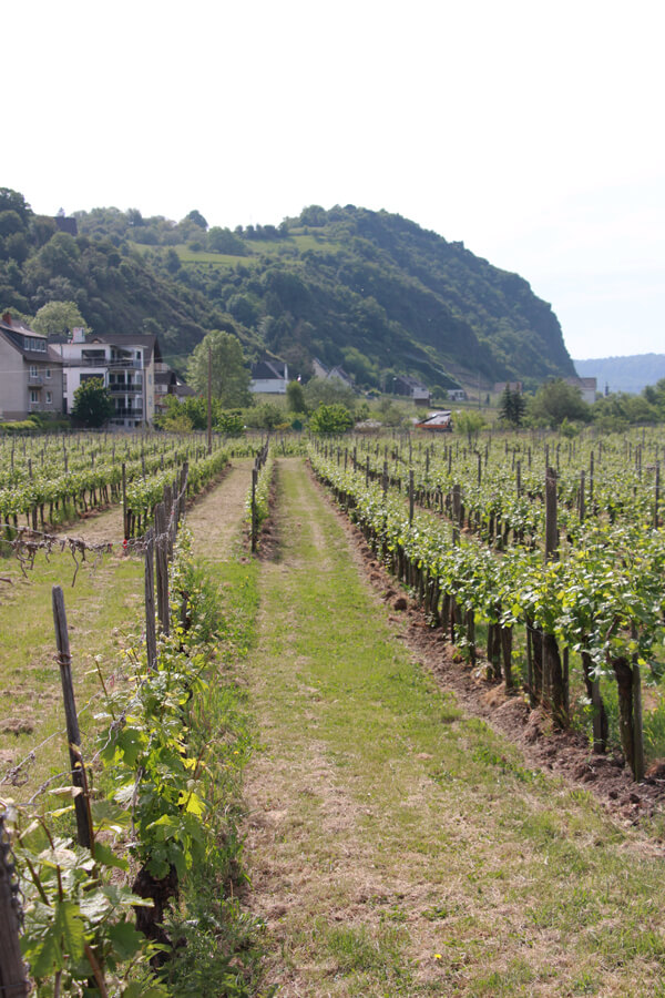 In Hammerstein verläuft der Rheinsteig mitten durch die Weinreben.