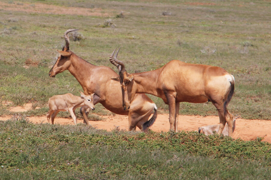 Kuh-Antilopen mit Jungtier.