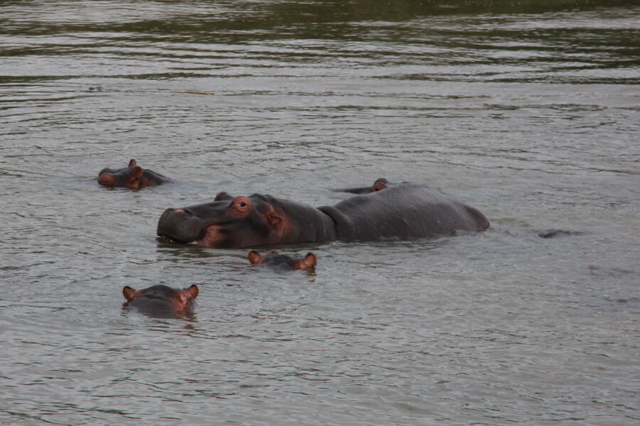 Eine Nilpferdfamilie schaut geradeso aus dem Wasser.