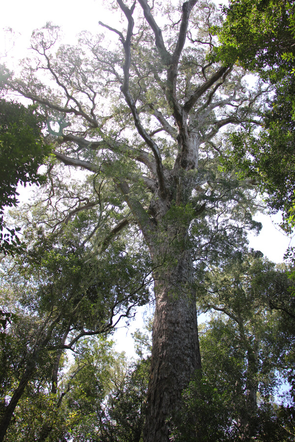 Ein uralter Yellowwood Baum.