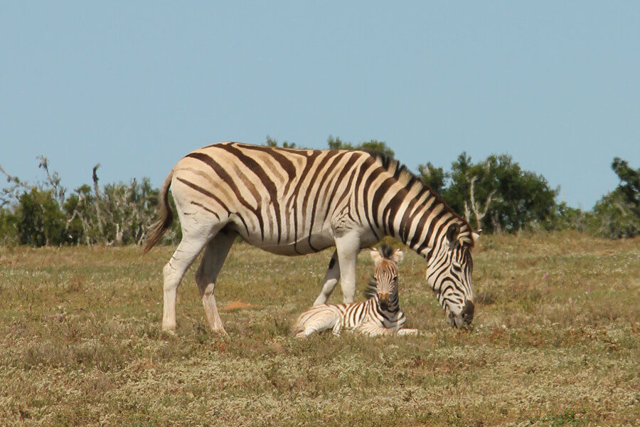 Ein Zebra mit Fohlen.
