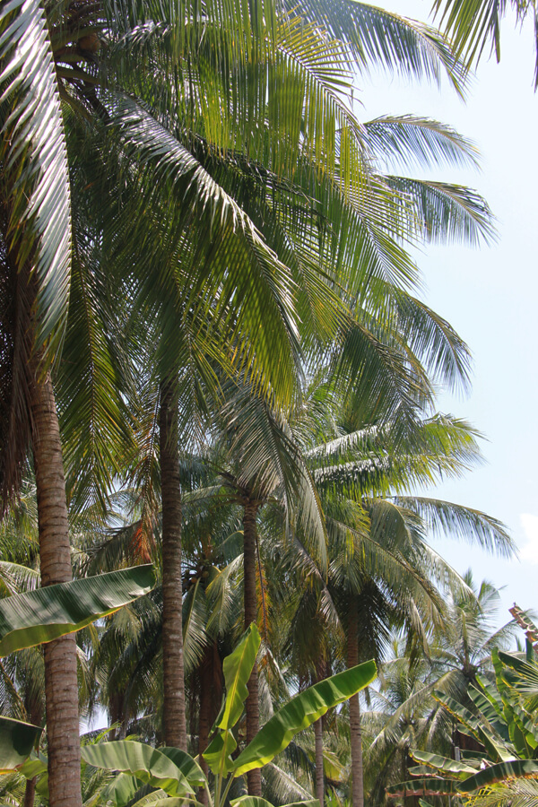 Palmenplantagen im Mekong Delta.
