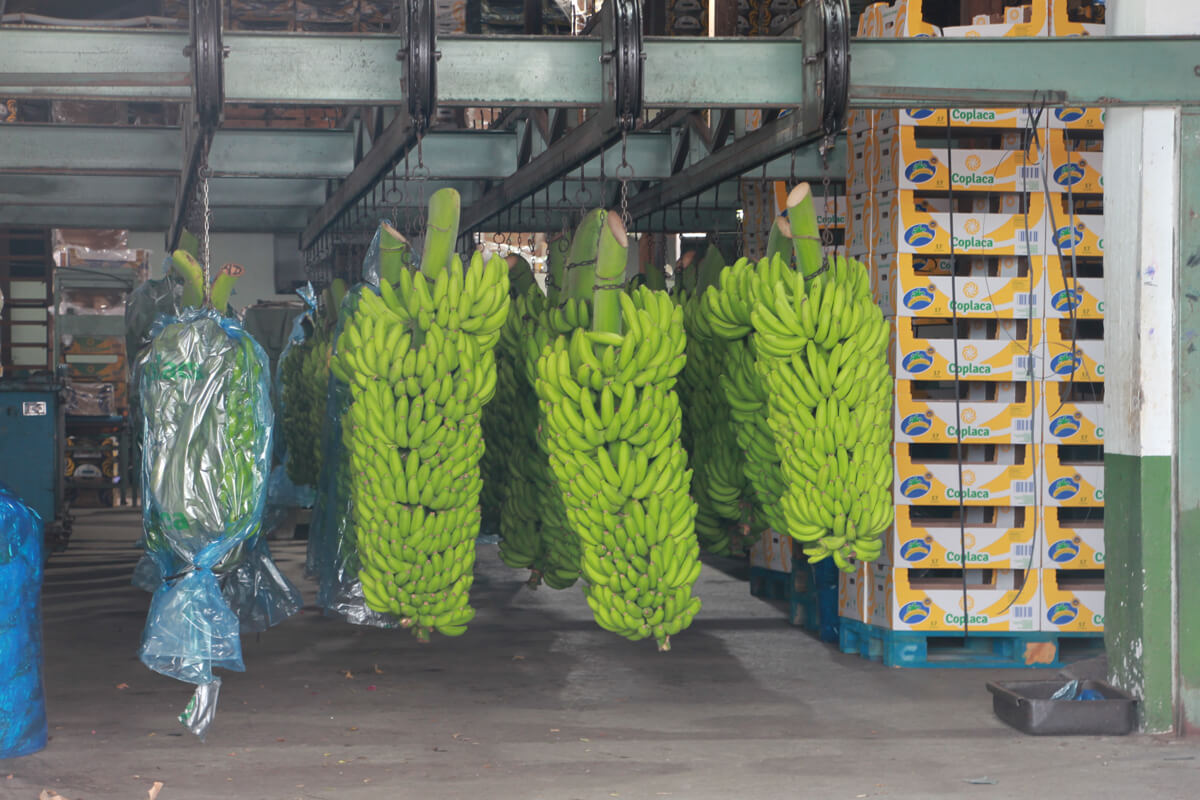 Bananenstauden in der Bananen Waschanlage auf La Gomera