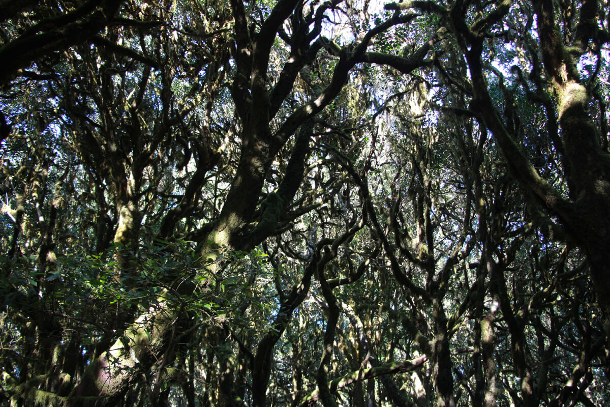 Mystischer Urwald im Garajonay Nationalpark auf La Gomera.