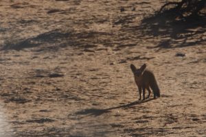 Ein Löffelhund in der Kalahari
