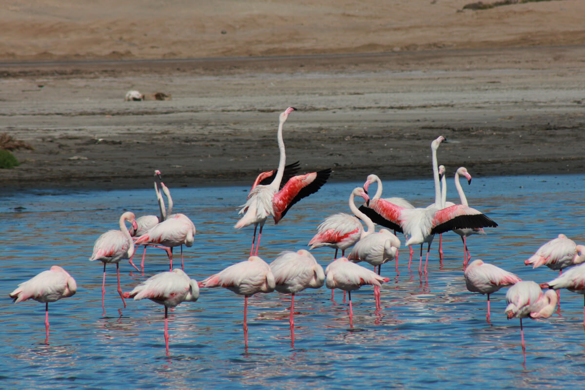 Flamingos in der Lüderitzbucht