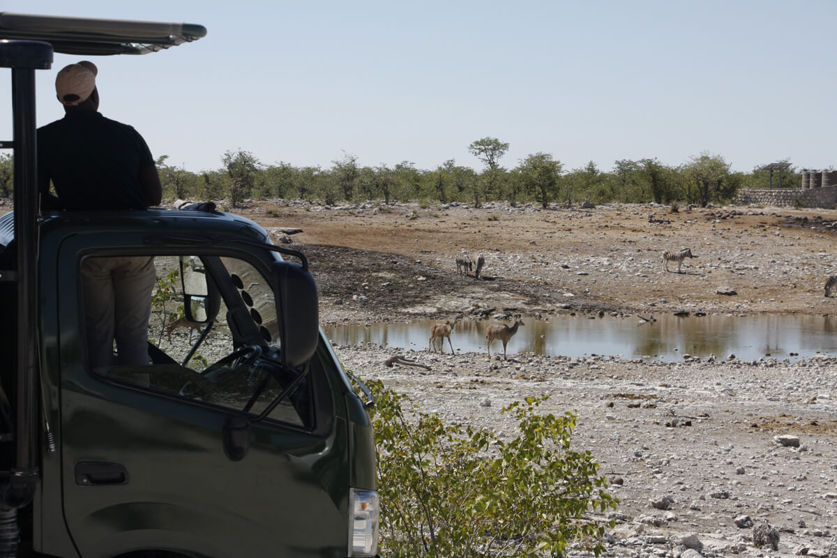 Tiere beobachten am Wasserloch im Etosha Nationalpark