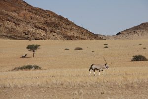 Eine Oryx Antilope läuft durch karge Graslandschaften in der Namib Wüste.