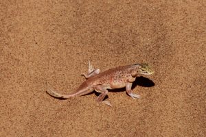 Eine neugierige Wüsteneidechse