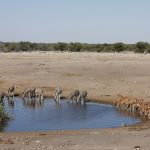 Zebras und Antilopen trinken an einem Wasserloch im Etosha Nationalpark