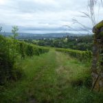 Der Rheinsteig im Rheingau führt viel durch Weinberge.