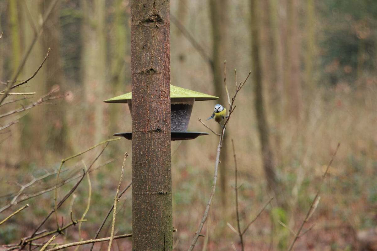 Eine Blaumeise neben einem Vogelhaus