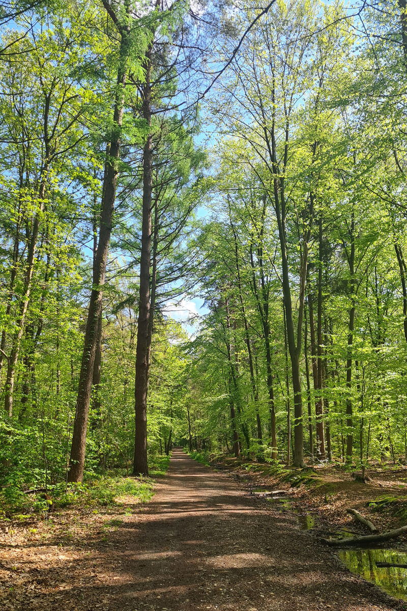 Bäume mit jungem Grün im Gierather Wald.