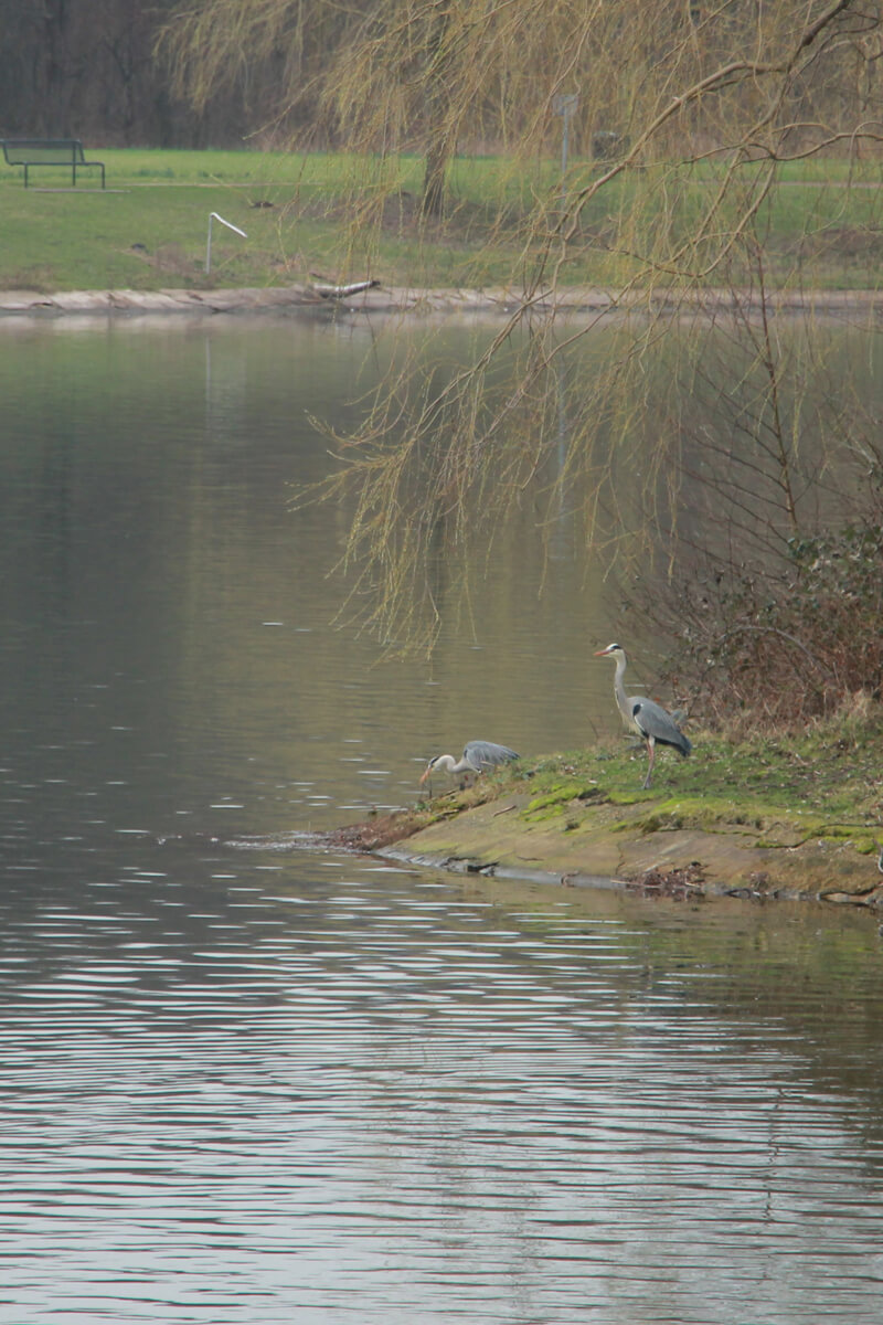 Graureiher am Kahlscheurer Weiher