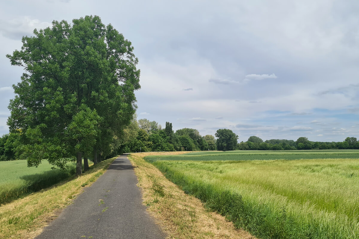 Rad und Wanderweg am Langeler Auwald.