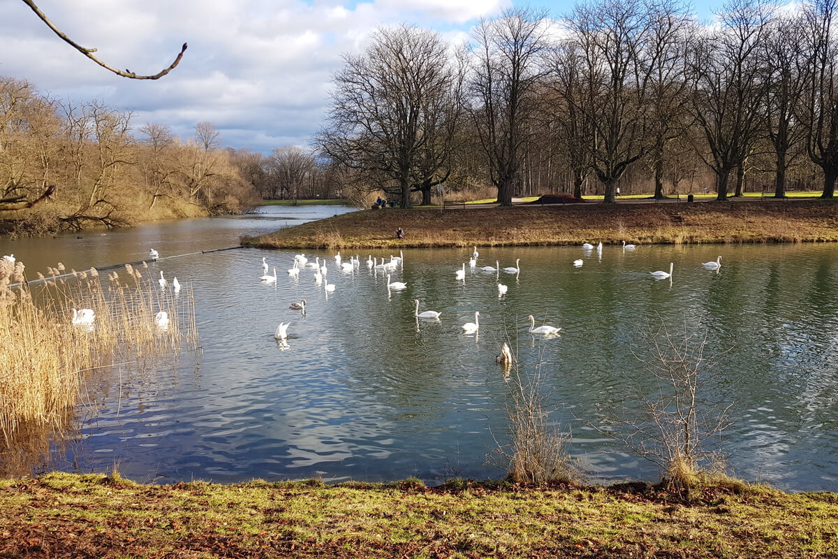 Wasservögel auf dem Deckensteiner Weiher