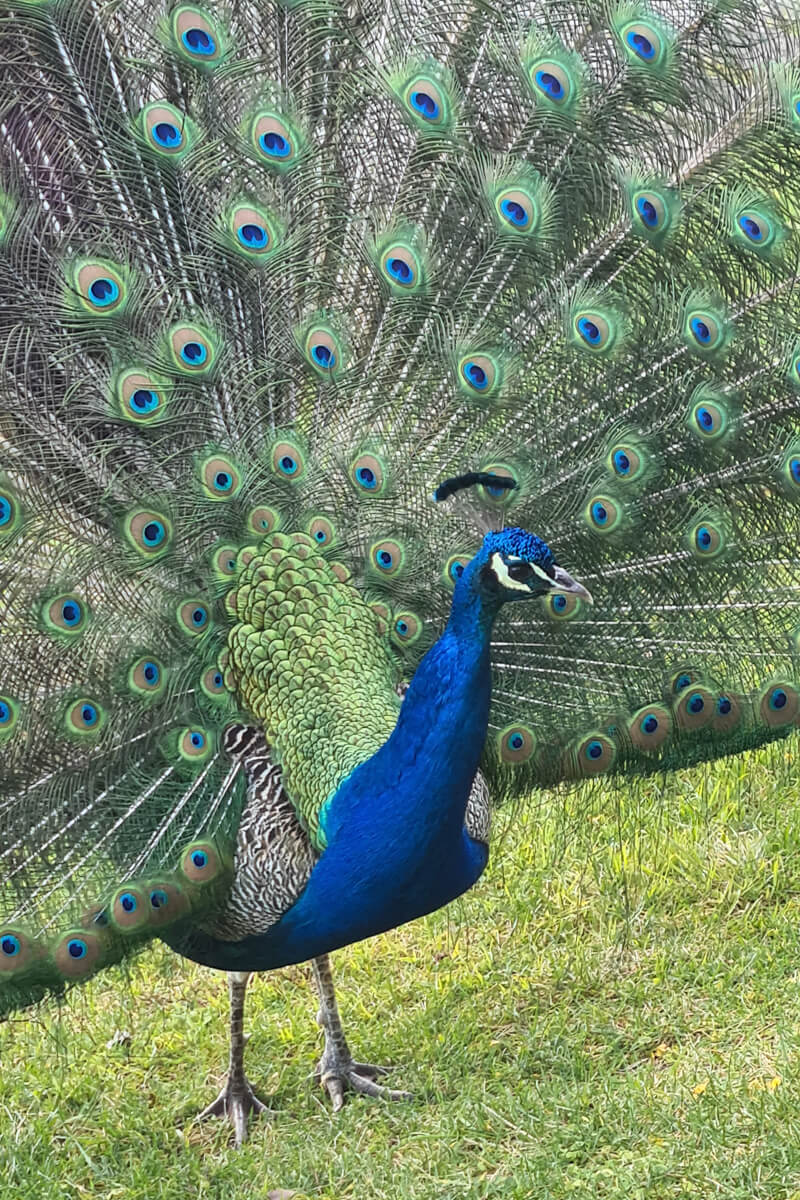Ein Pfau schlägt ein Rad.