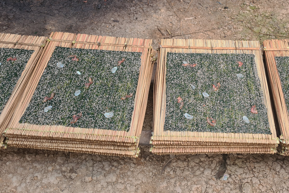 Laotischer Algensnack Kaipen trocknet auf Bambustabletts