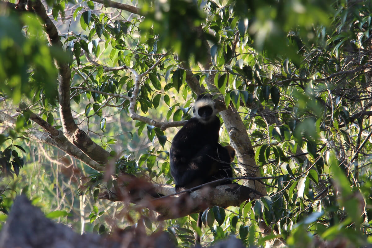 Ein laotischer Langur sitzt mit einem Baby auf einem Ast.