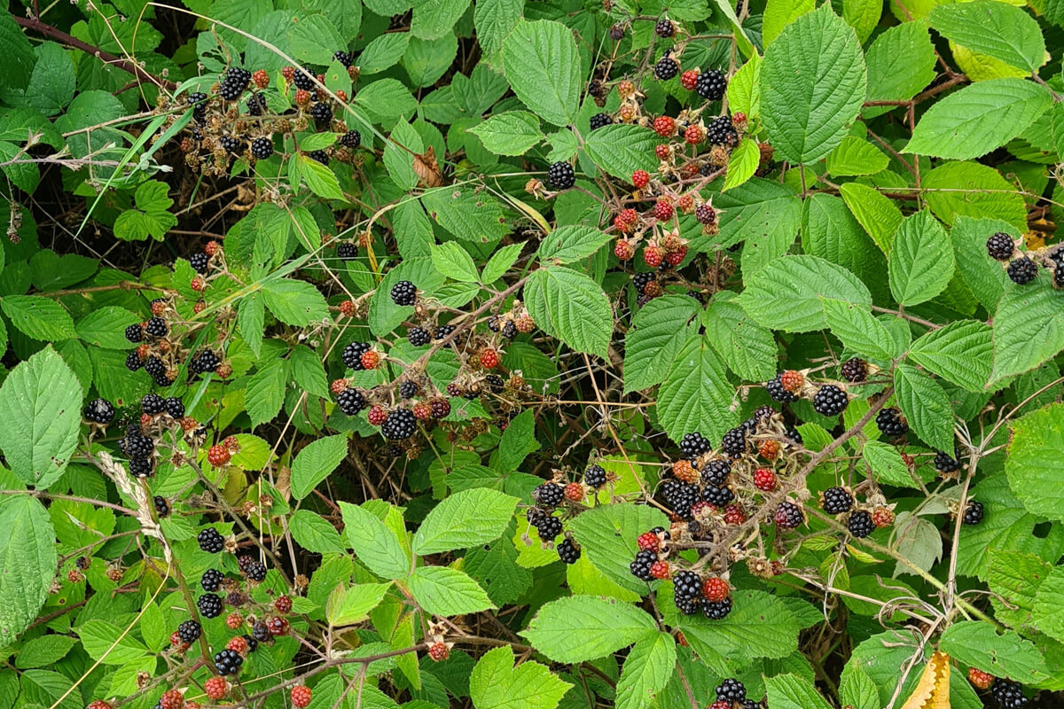 Über Mundraub finde ich im Sommer Brombeeren zum gratis selbstpflücken.