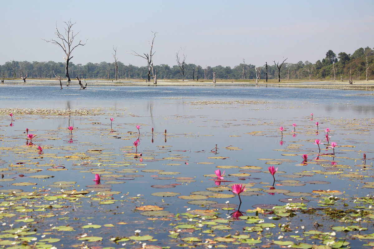 Der Preah Neak Pean Tempel ist umgeben von einem Wasserbassin mit blühenden Seerosen.