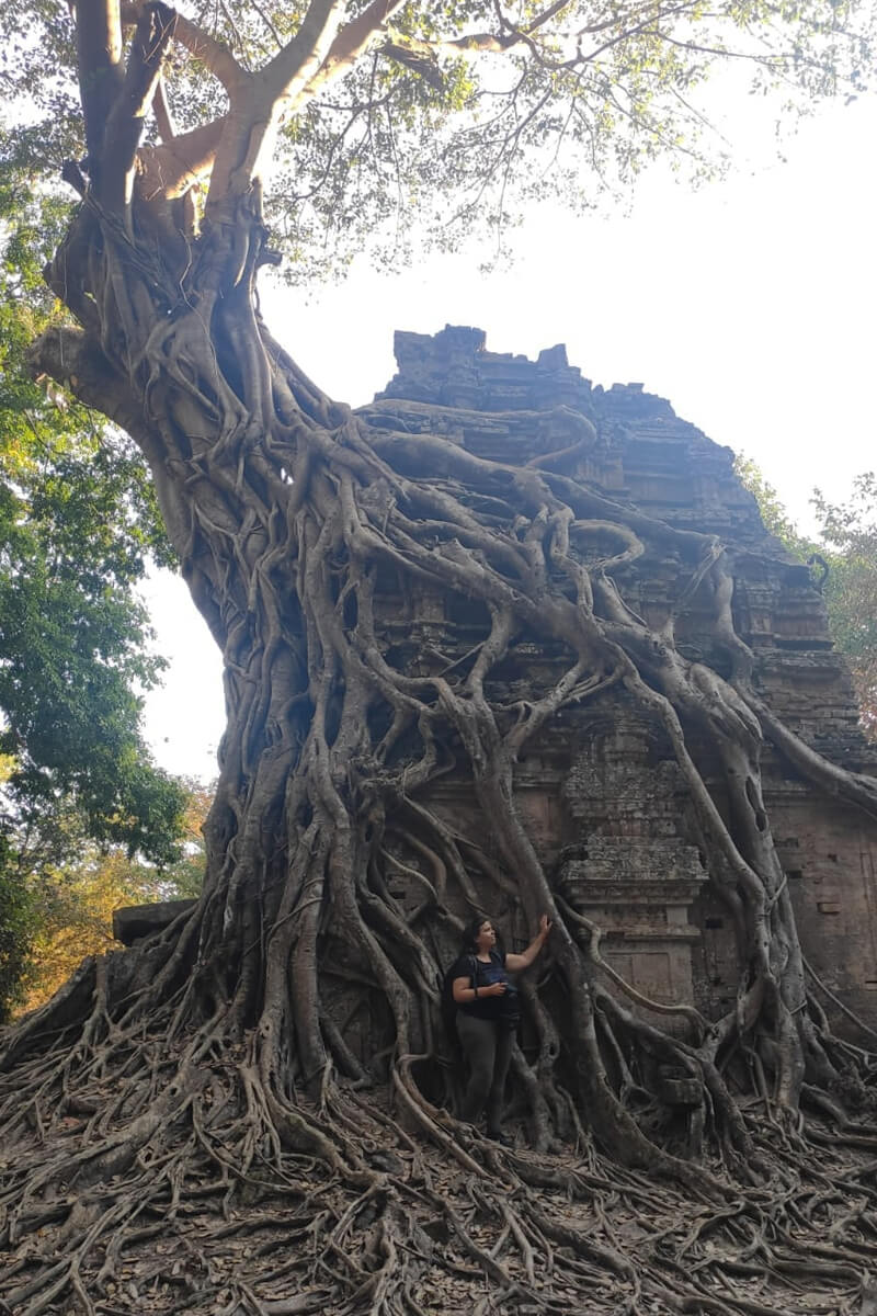 Ein von wurzeln eines riesigen Baumes umfangener Tempel in Sambor Prei Kuk