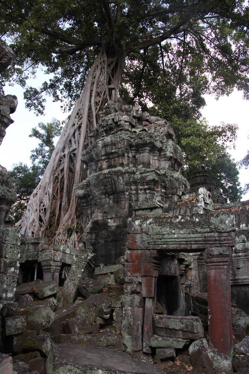 Im Ta Prohm Tempel werden viele Bauten von den Wurzeln alter Bäume zusammengehalten