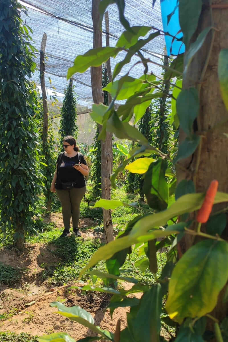 unterwegs auf einer Pfefferfarm